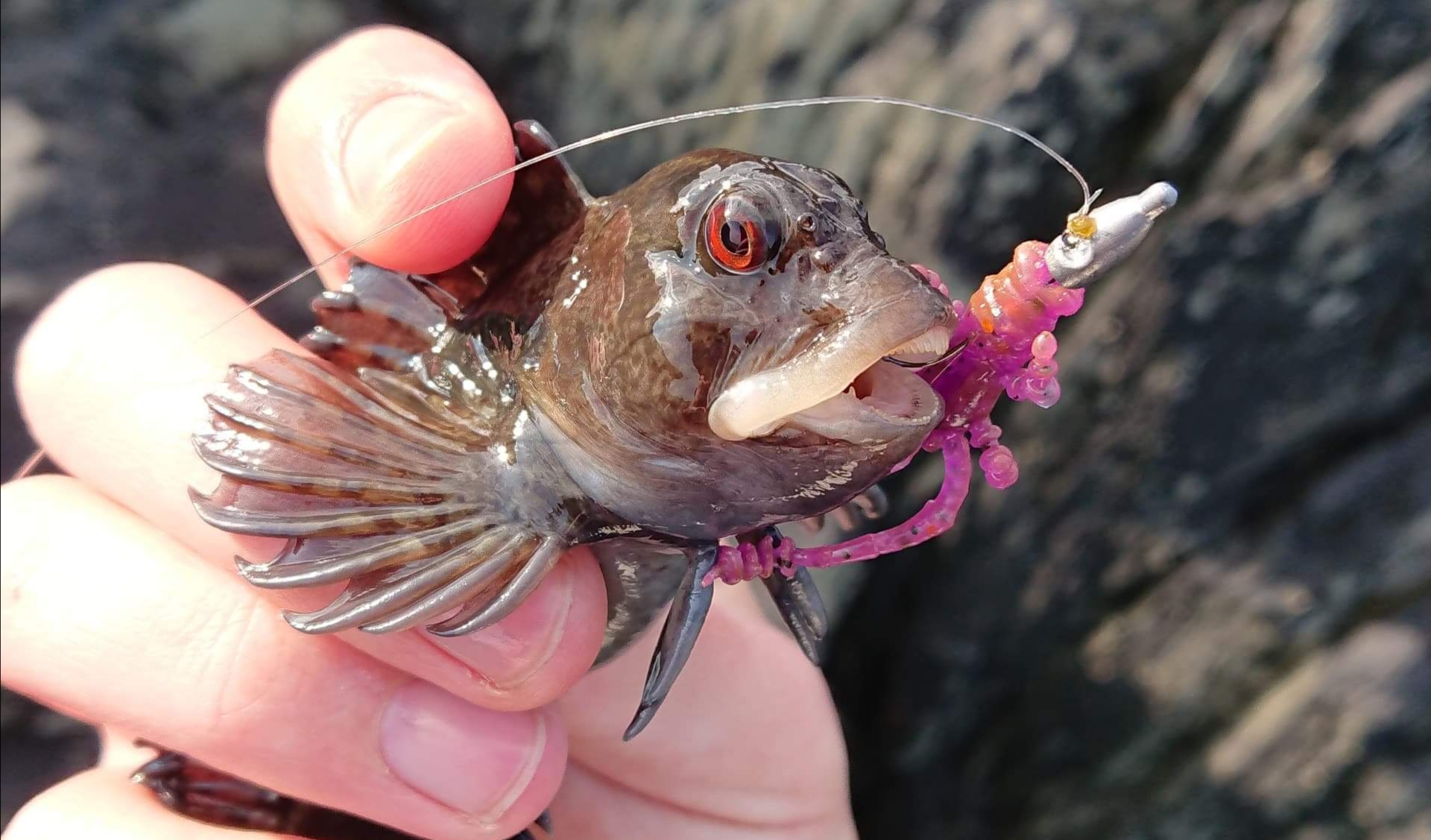 Light Rock Fishing – Soft & Scented Lures – Ben Bassett – LRF Blog