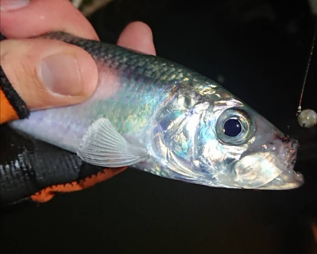 https://benbassettfishing.home.blog/wp-content/uploads/2019/12/screenshot_20191217_181257.jpg